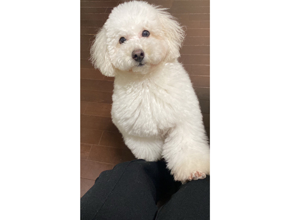 モデル犬卒業後、里親さん宅での様子♪～もんちゃん～
